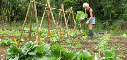 Master Gardener growing veggies