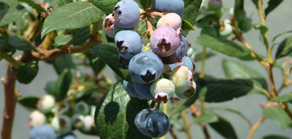 Big Island Blueberries
