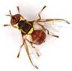 Image of an oriental fruit fly