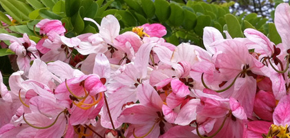 flowers