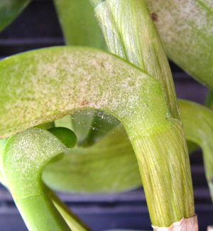 Two spotted spider mite. Photo: Brian Bushe