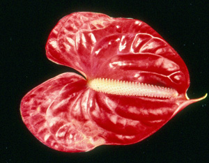 Thrip damage on anthurium. Photo: Dr. A Hara