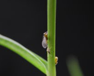 Aphid alate. Photo: Russell Nagata