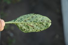 Bacterial spot in pepper, lower leaf. Photo. Dr. R. Nagata