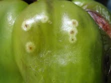 Bacterial spot, pepper. Photo: Dr. Russell Nagata