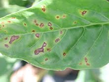 Bacterial spot of pepper. Photo: Dr. Russell Nagata