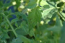 Bacterial spot, tomato. Photo: Russell Nagata