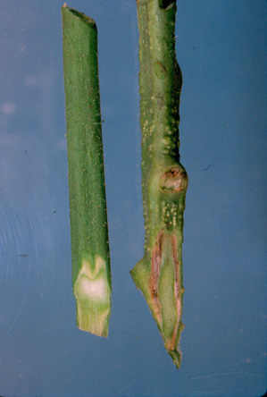 Bacterial wilt, tomato stem. Photo: Dr. W. Nishijima