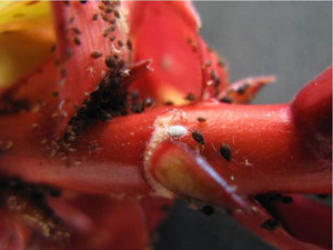 Banana aphids. Photo: Dr. Arnold Hara