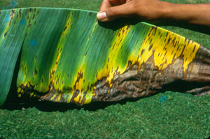 Black leaf streak. Photo: Wayne Nishijima