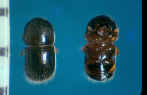 Female black twig borer. Photo: Dr. A Hara