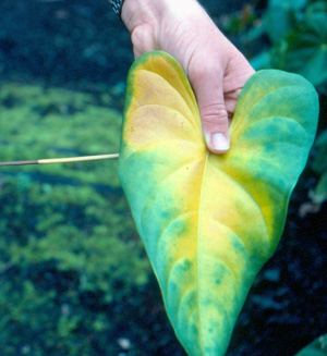 Black twig borer, anthurium damage. Photo: Dr. Arnold Hara