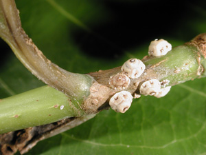 Barnacle scale. Photo: Dr. A. Hara