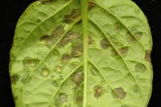 Close up of bacerial spot of pepper. Photo: Dr. Russell Nagata