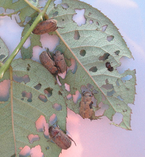 Chinese rose beetle. Photo: Dr. A Hara