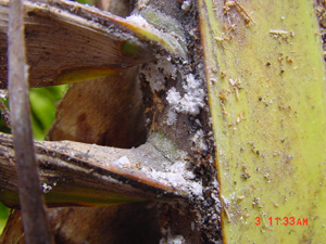 Coconut mealybug. Photo: Brian Bushe