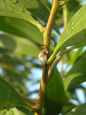 Cottonly cushion scale on koa. Photo: Dr. S Nelson