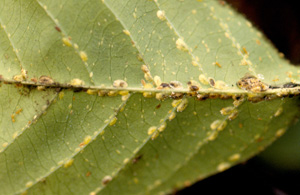 Green scale on gardenia. Photo: Dr. A Hara