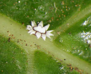 Immature barnacle scale. Photo: B.Bushe