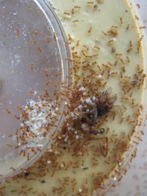 Little fire ant workers and queens. Photo: Dr. A Hara