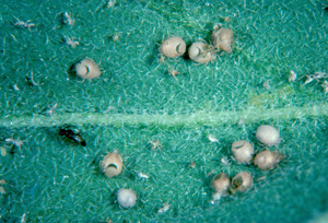 Mummified aphids. Photo: Dr. Arnold Hara