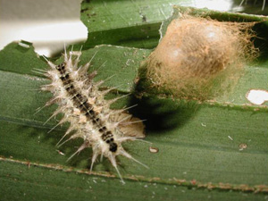 Stinging nettle caterpillar adult and pupa. Photo: B Bushe