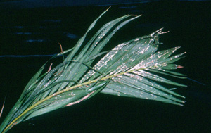 Coconut mealybug on palm. Photo: Dr. Arnold Hara