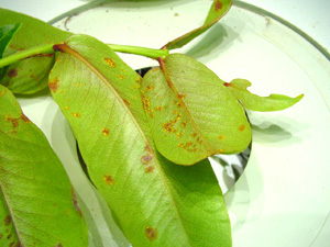 Ohia rust. Photo: Brian Bushe
