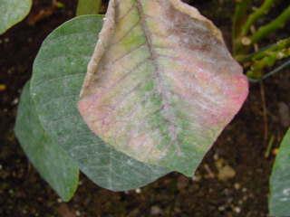 Powdery mildew. Photo: Brain Bushe