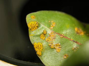 Puccinia rust on ohia. Photo: B. Bushe