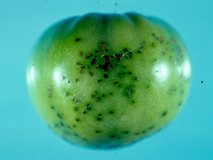 Tomato Bacterial spot. Photo: Dr. Wayne Nishijima