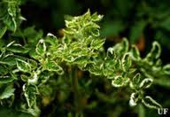 Tomato Leaf Curl. Photo credit: University of Florida