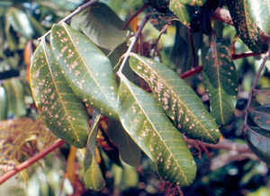 Algal leaf spot. Photo: Dr. W. Nishijima