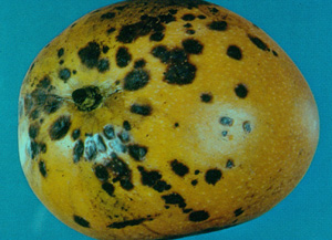 Anthracnose on mango. Photo: Dr. Wayne Nishijima