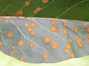 Avocado algal leaf spot. Photo: Dr. Scot Nelson