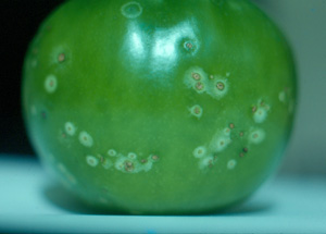Tomato bacterial canker. Photo: Wayne Nishimima
