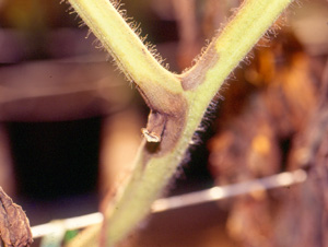 Bacterial canker on tomato stem. Photo: Dr. W. Nishijima