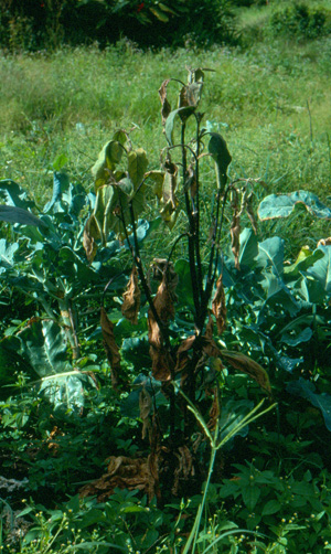 Bacterial wilt on eggplant. Photo: Dr. W. Nishijima