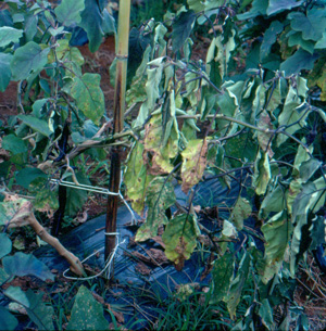Bacterial wilt on eggplant. Photo: Dr. W. Nishijima