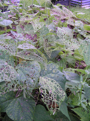 Damage to beans from chinese rose beetle