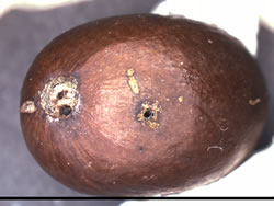 Coffee beans with holes from borers