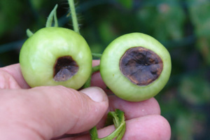 Blossom end rot from calcium deficiency. Photo: Dr. Scot Nelson