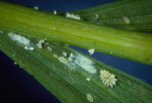 Coconut mealybug. Photo: Brian Bushe