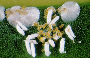Cycad scale crawlers. Photo: B Bushe