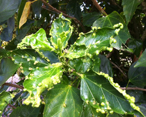 Hibiscus erineum mite damage. Photo: Dr. Wayne Nishijima