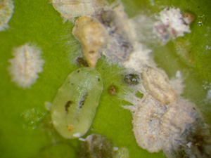 Green Scale with Verticillium lecanii infected neighbors. Photo: B Bushe