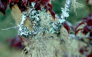 Lichen. Photo by Dr. W Nishijima