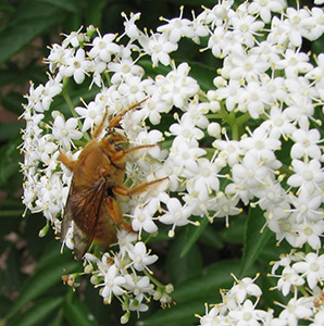 Bee swarm at UGC