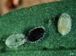 Parasitized whitefly. University of Florida