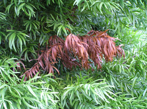 Wiltin foliage on podacarus caused by black twig borer. Photo: Dr. Scot Nelson